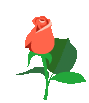 rose kisouvre